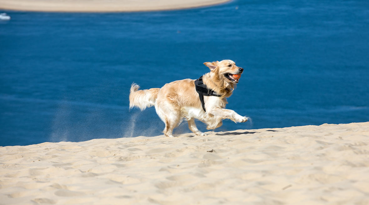 Golden retriever running with a ball in its mouth up a sand dune with blue waters below